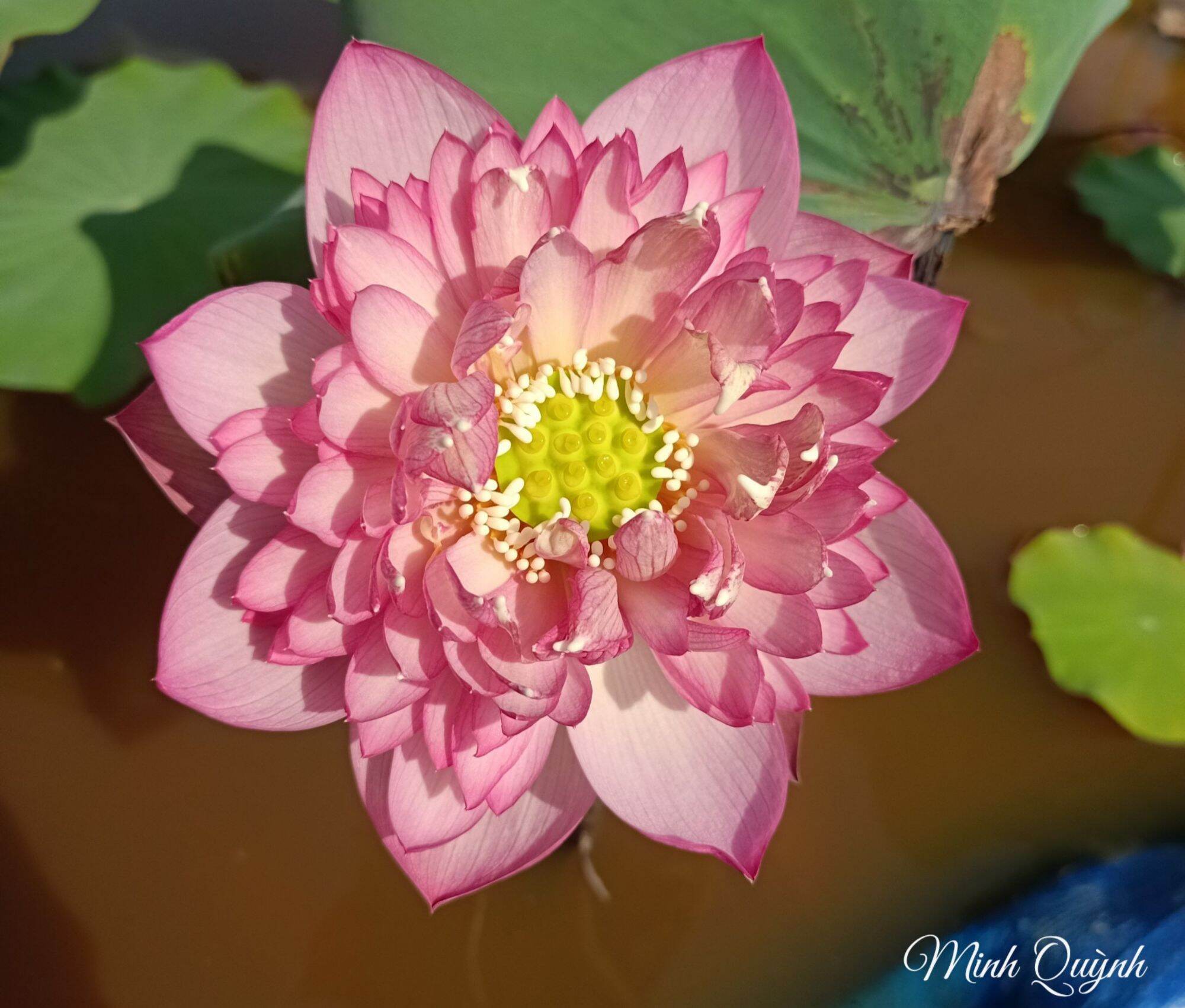 Củ sen Pink Lady