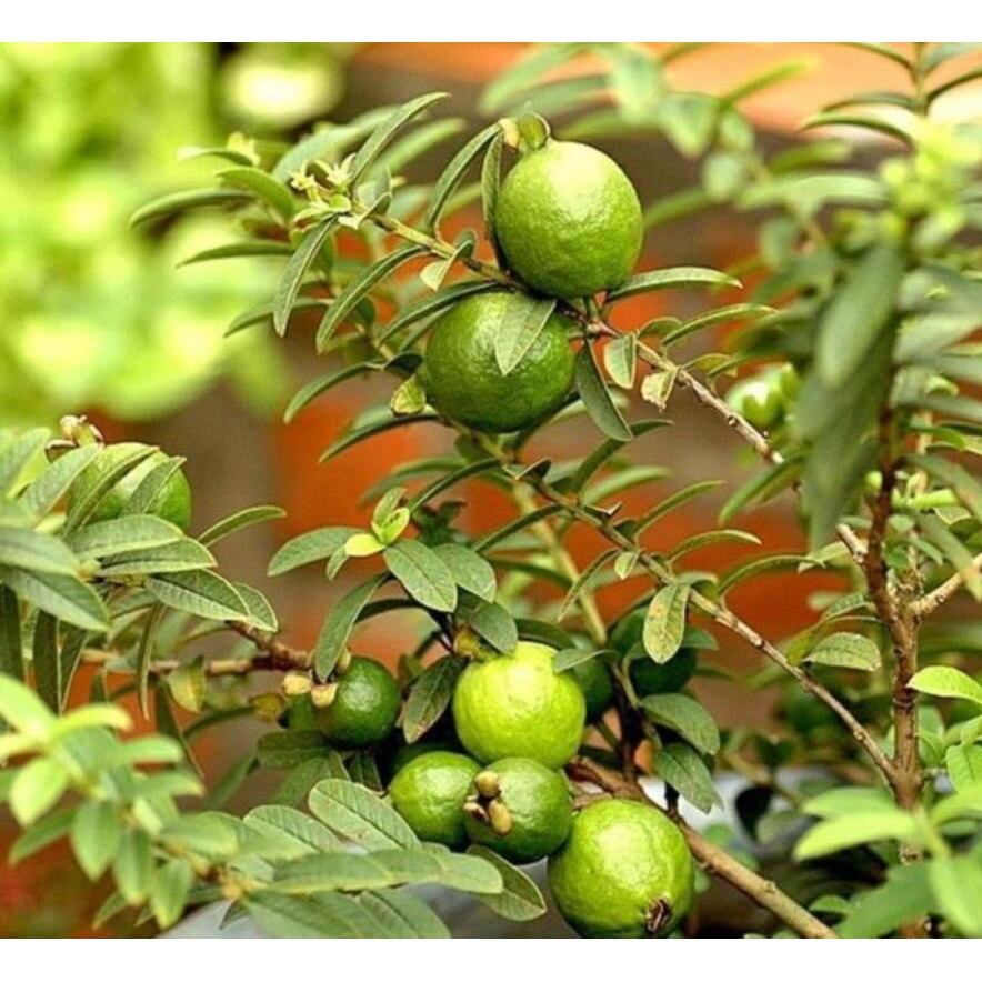 Cây ổi kiểng lá kim/ ổi xá lị/ ổi tàu/ ổi sẻ- Hoa kiểng Nguyễn Lộc- Cây giống chất lượng cao