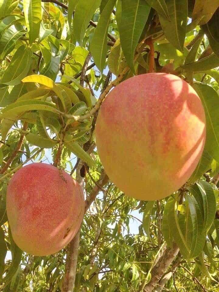 Cây Xoài Úc thơm ngon
