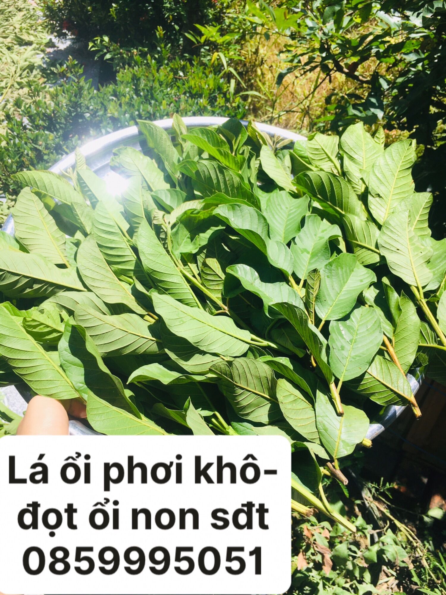 Đọt ổi phơi khô nguyên đọt 0,5kg