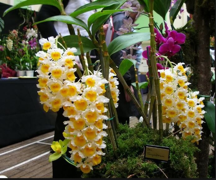 Hoa Lan kiều vàng(1 bó hình cuối)