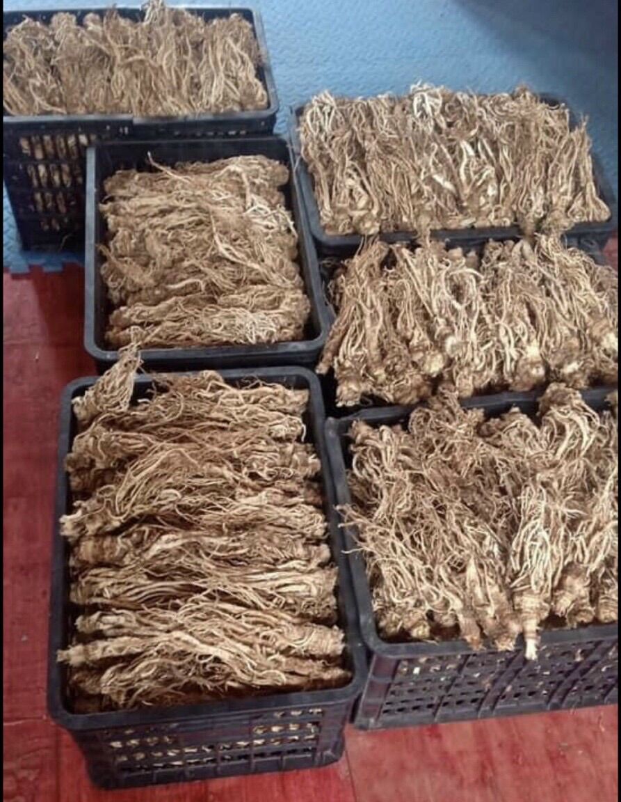Sâm đương quy khô 250k/kg
