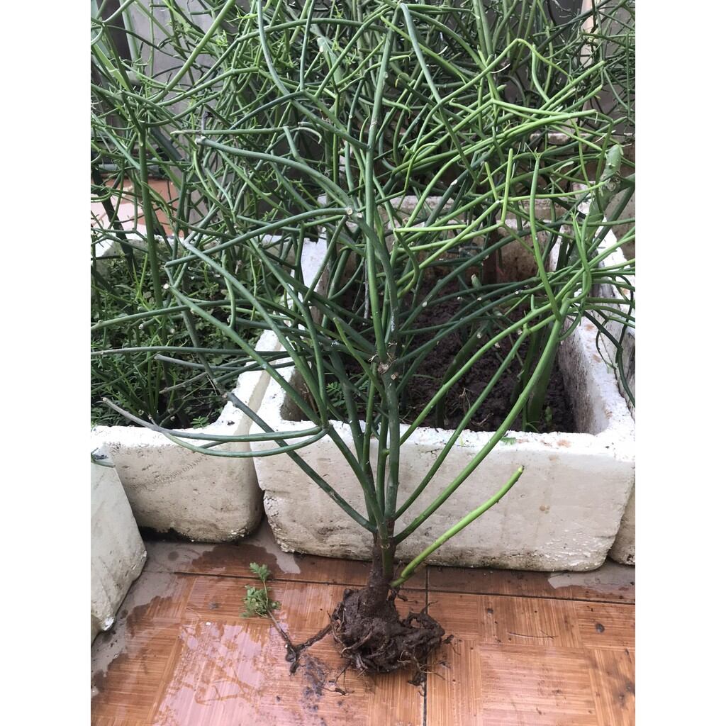 Cây xương cá, cây giao trồng bao sống