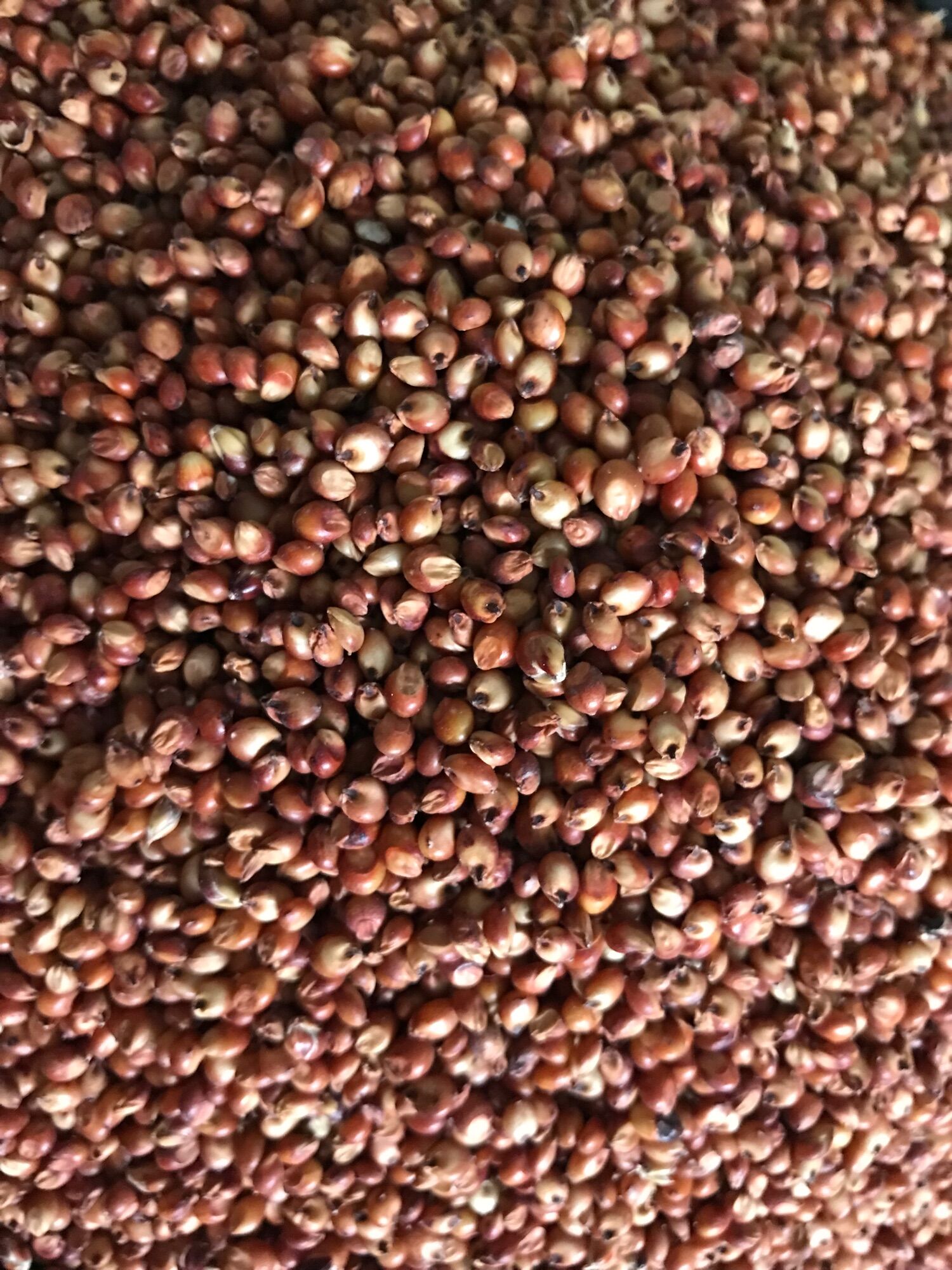 Bobo đỏ { Gói 1Kg }