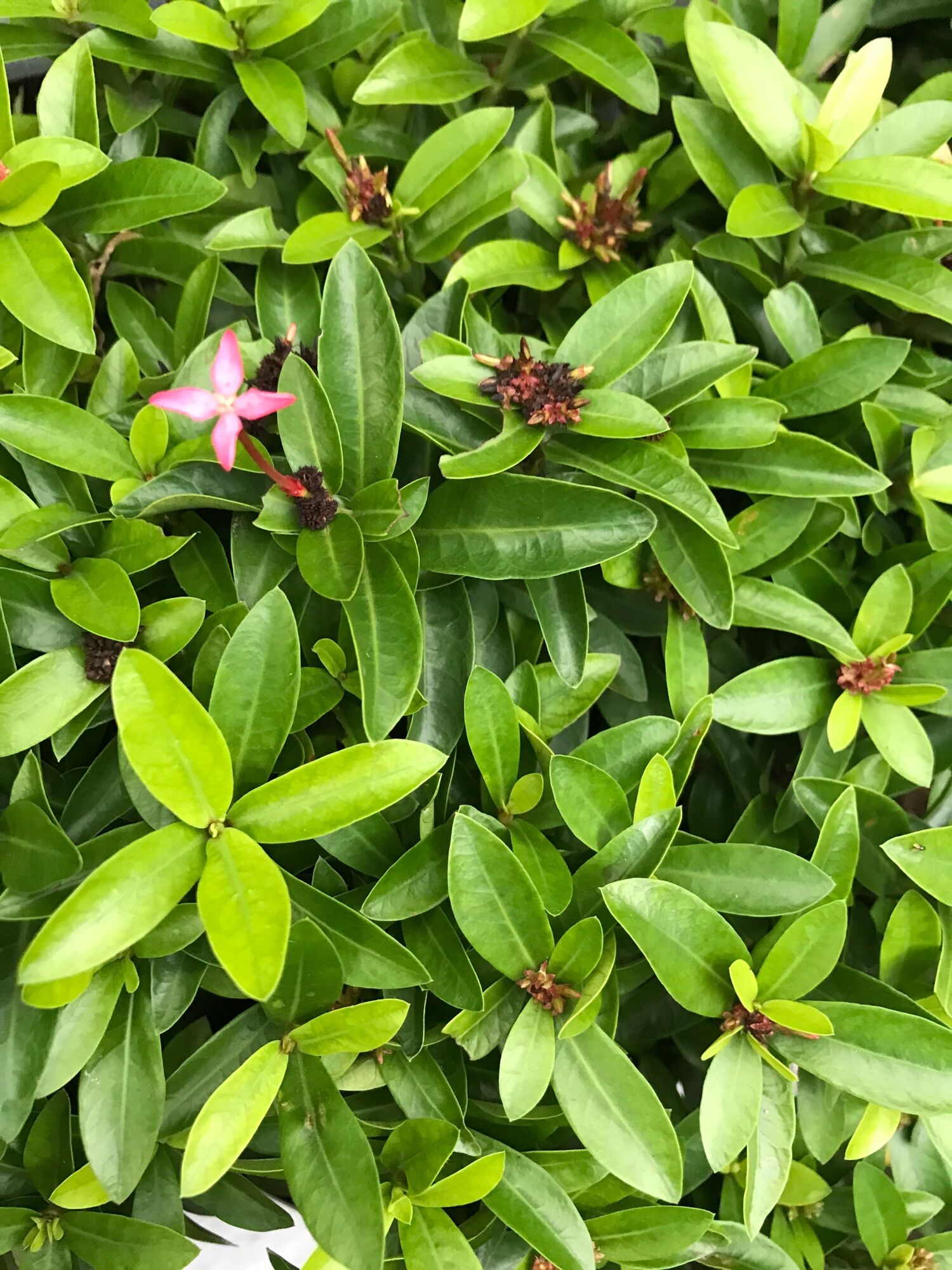 Cây trang thái màu Hồng phấn