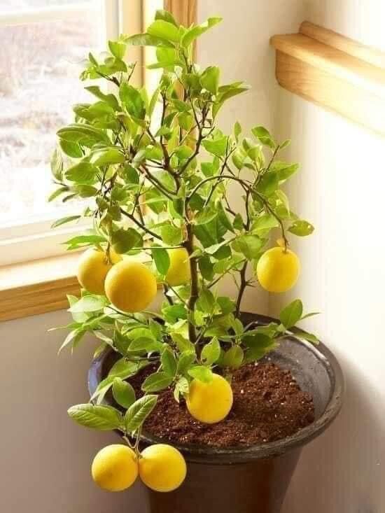 Cây giống chanh vàng Mỹ (1 bầu giống 20cm)