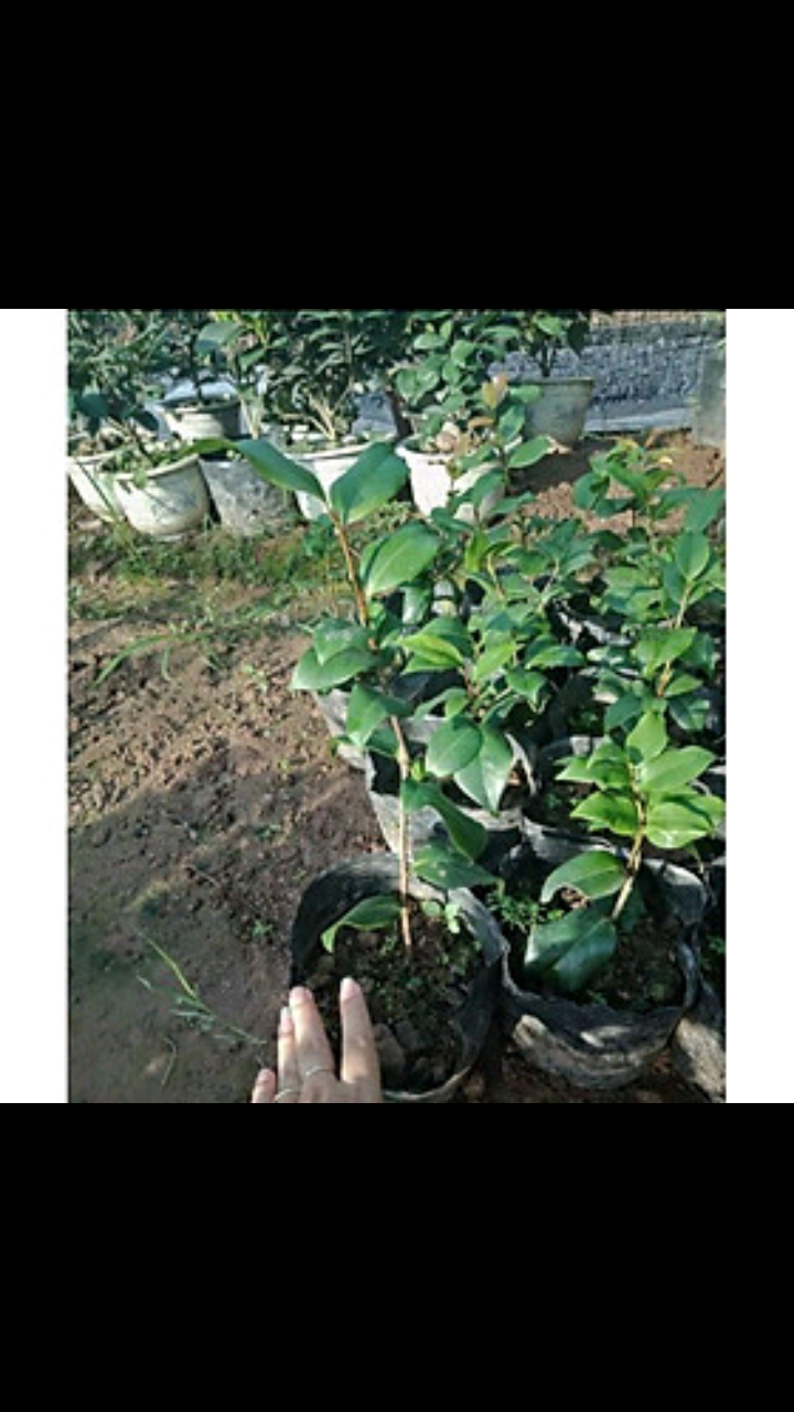 Cây Hoa Trà My Bạch nhỏ