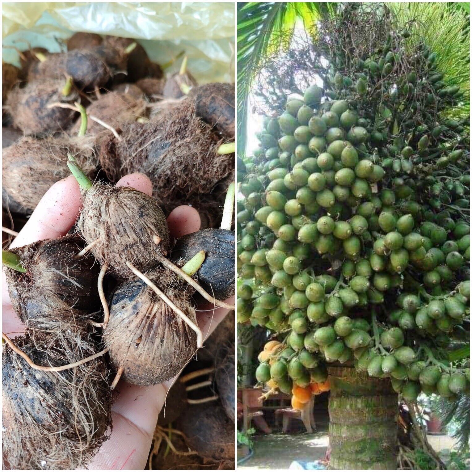 Quả cau lùn tứ quý giống