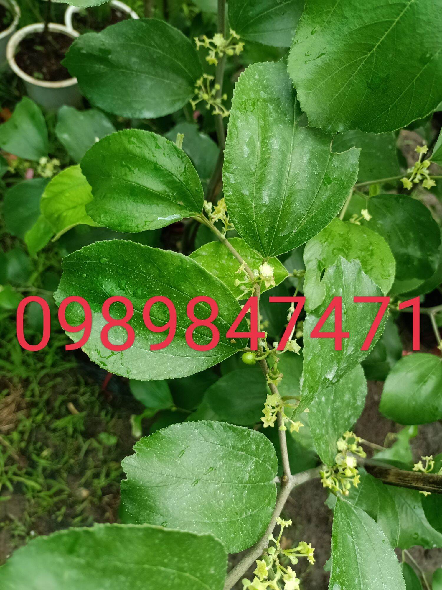 combo 2 cây táo thái đang ra hoa