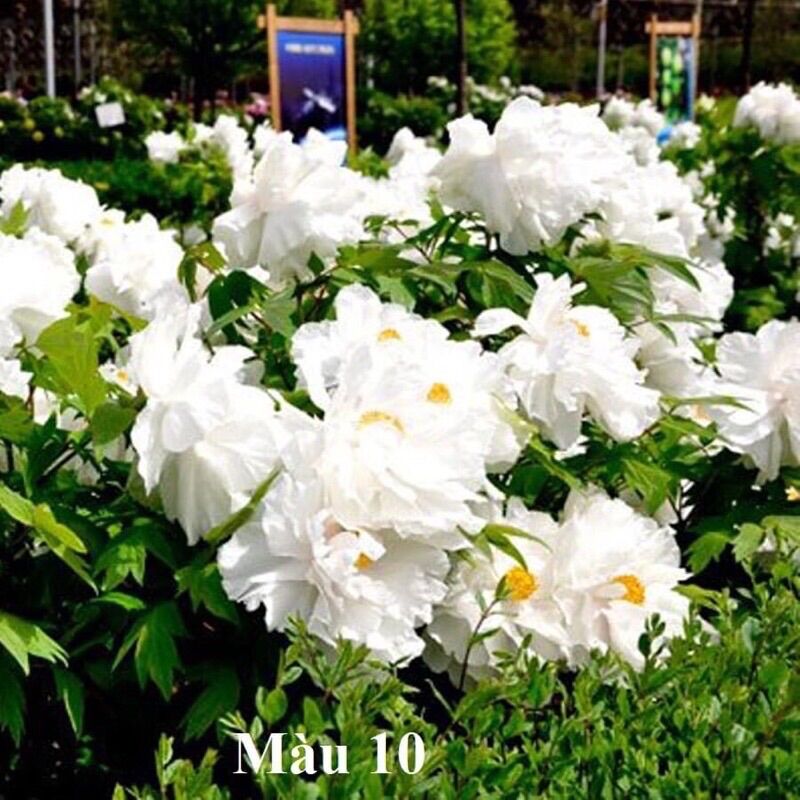 Hạt Giống Hoa Mẫu Đơn Cánh Kép(1 gói Tặng kèm phân bón)