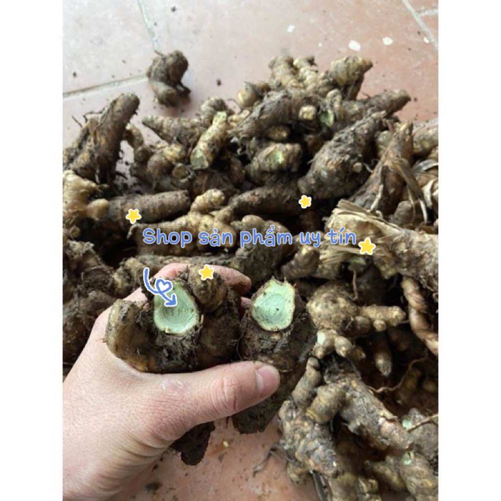 nghệ đen giống(1 củ giống ngẫu nhiên)