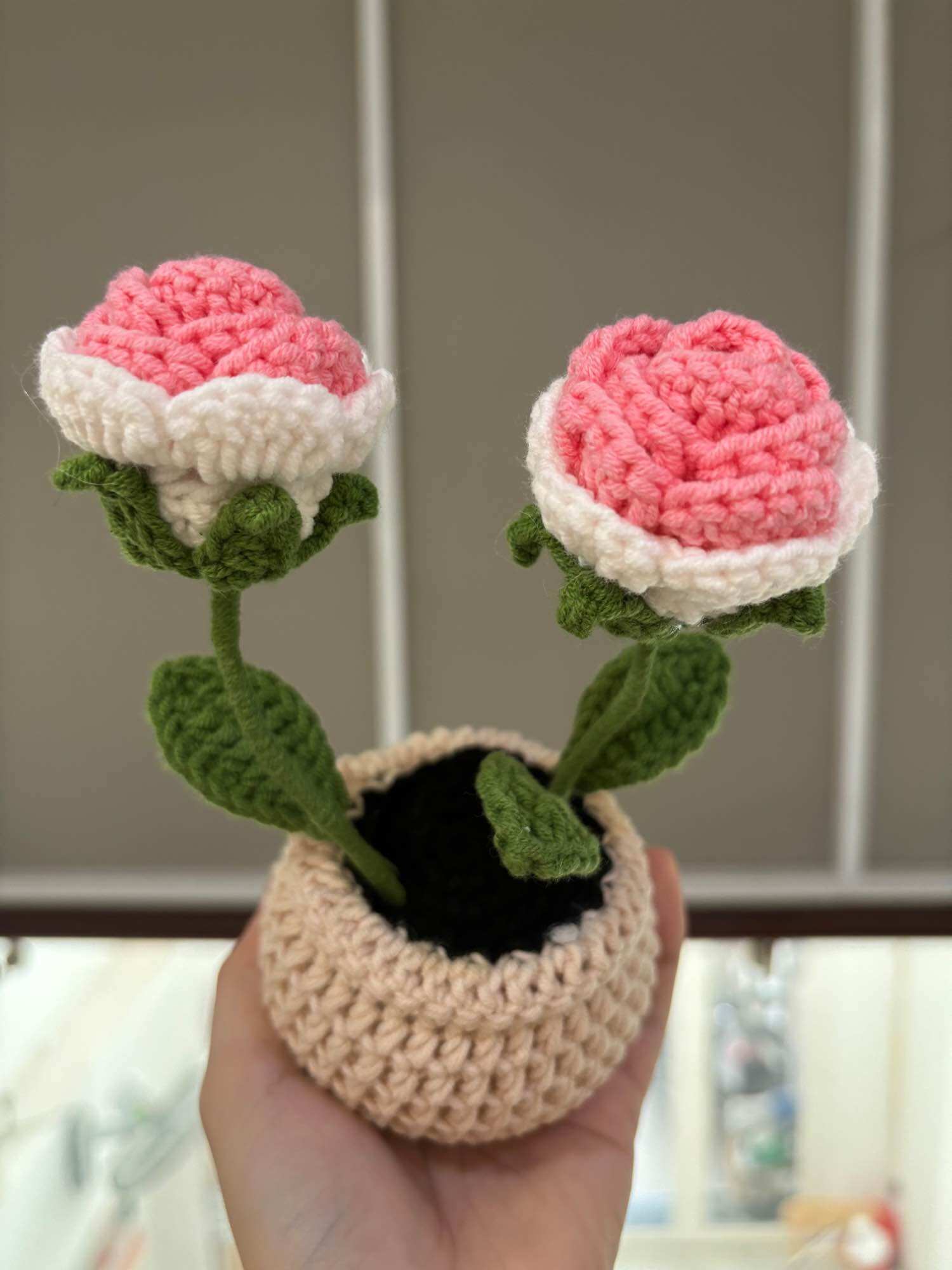 Two-color roses potted flowers