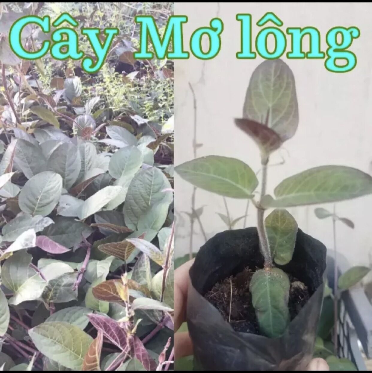 ]Cây mơ lông tím
