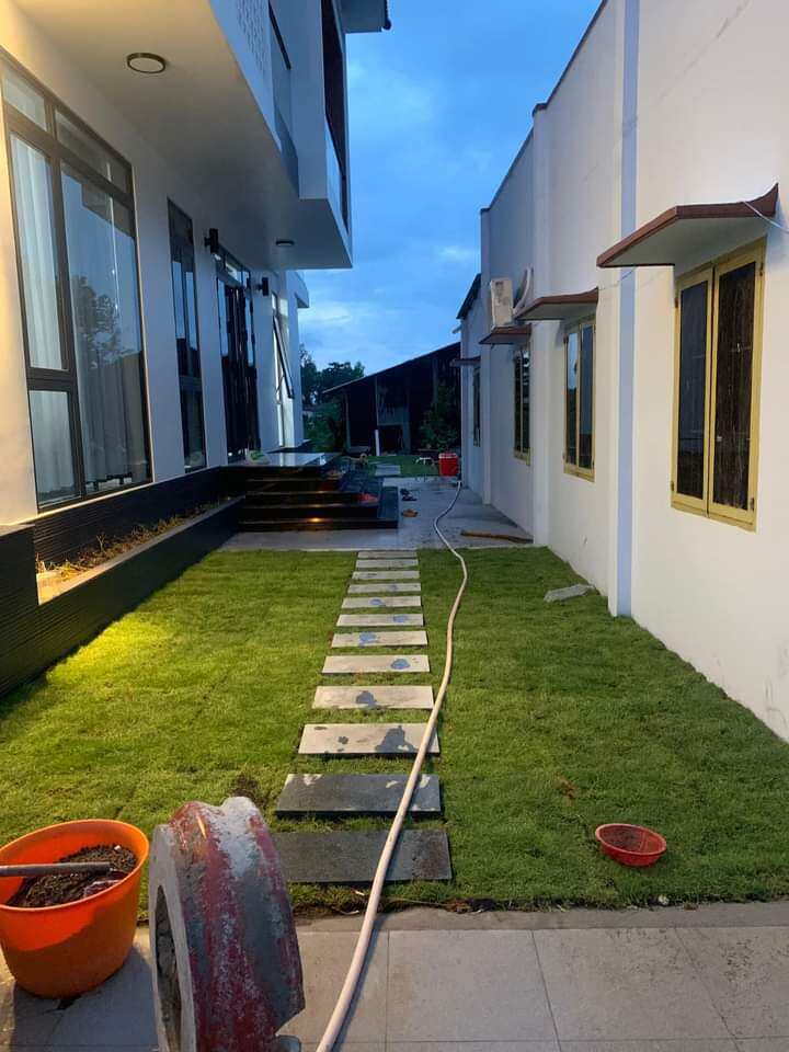 Cây cỏ Nhung Nhật 1m vuông 2 tấm...