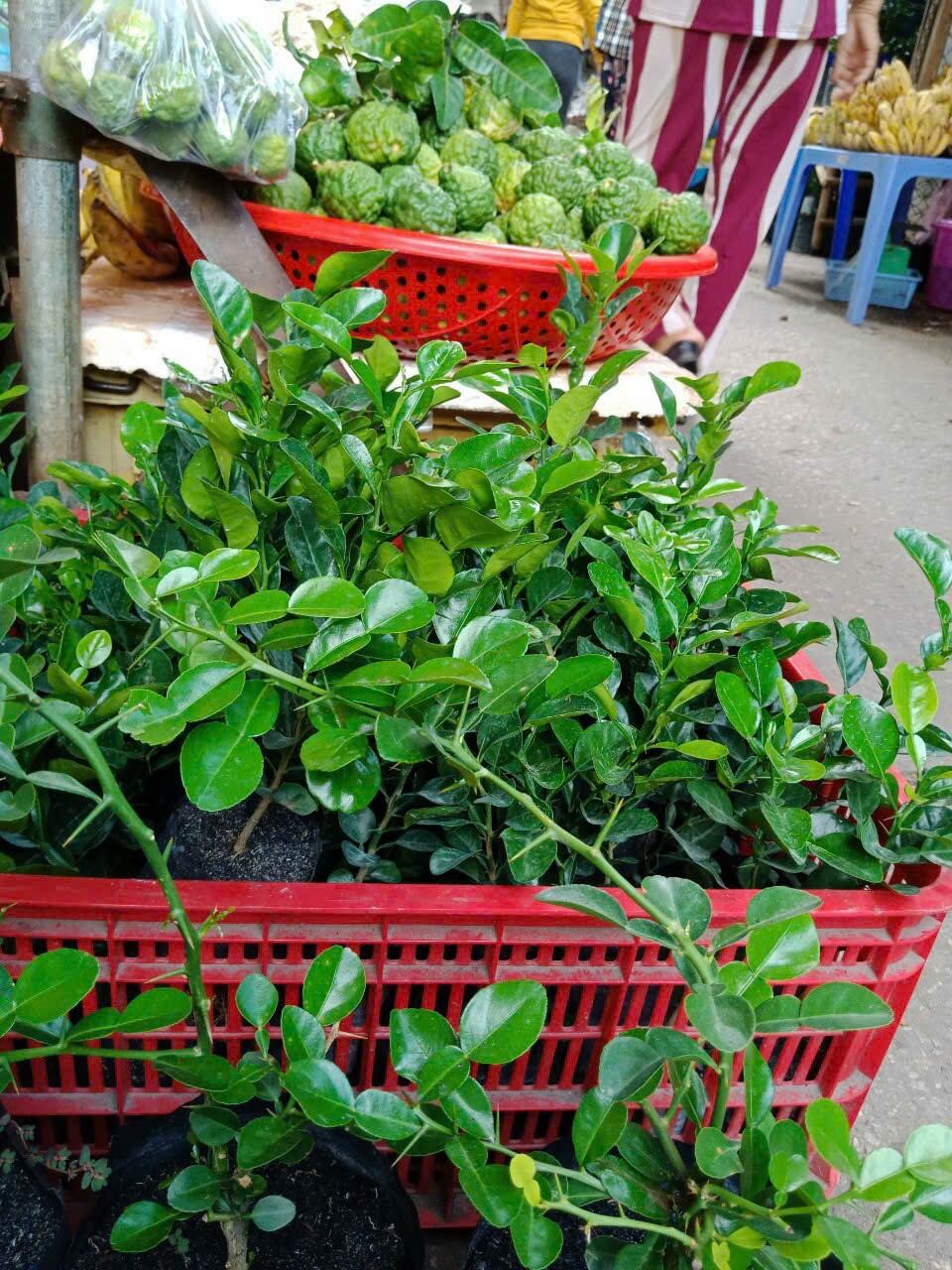 1kg Lá Chúc An Giang