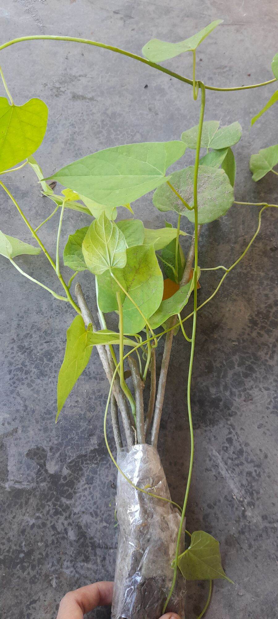 5 cây dây đau xương