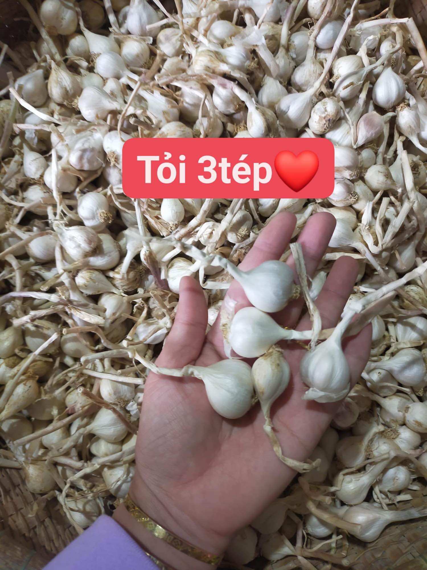 Tỏi 3 tép lý Sơn quảng Ngãi túi lưới 500g