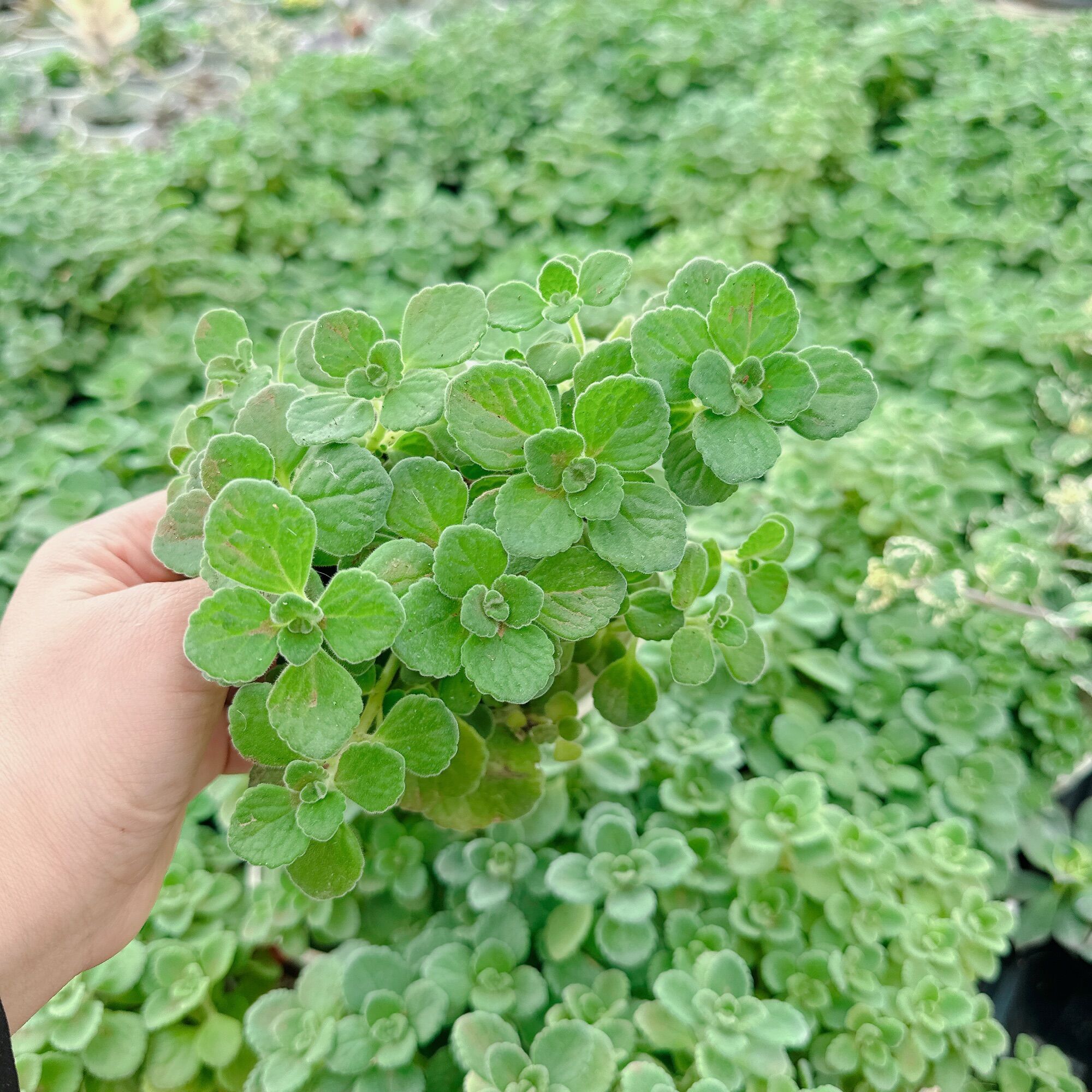Sen thơm size trung 5-7cm xuất vườn đà Lạt