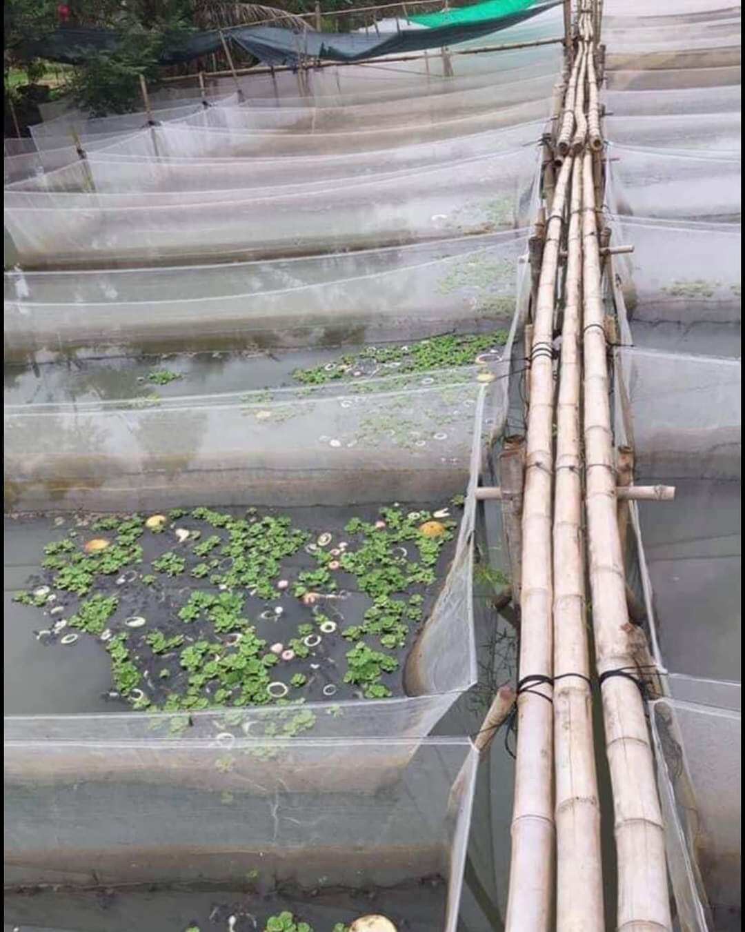 Tráng lồng vèo nuôi ốc ếch cá 3x2x1 loại 3li