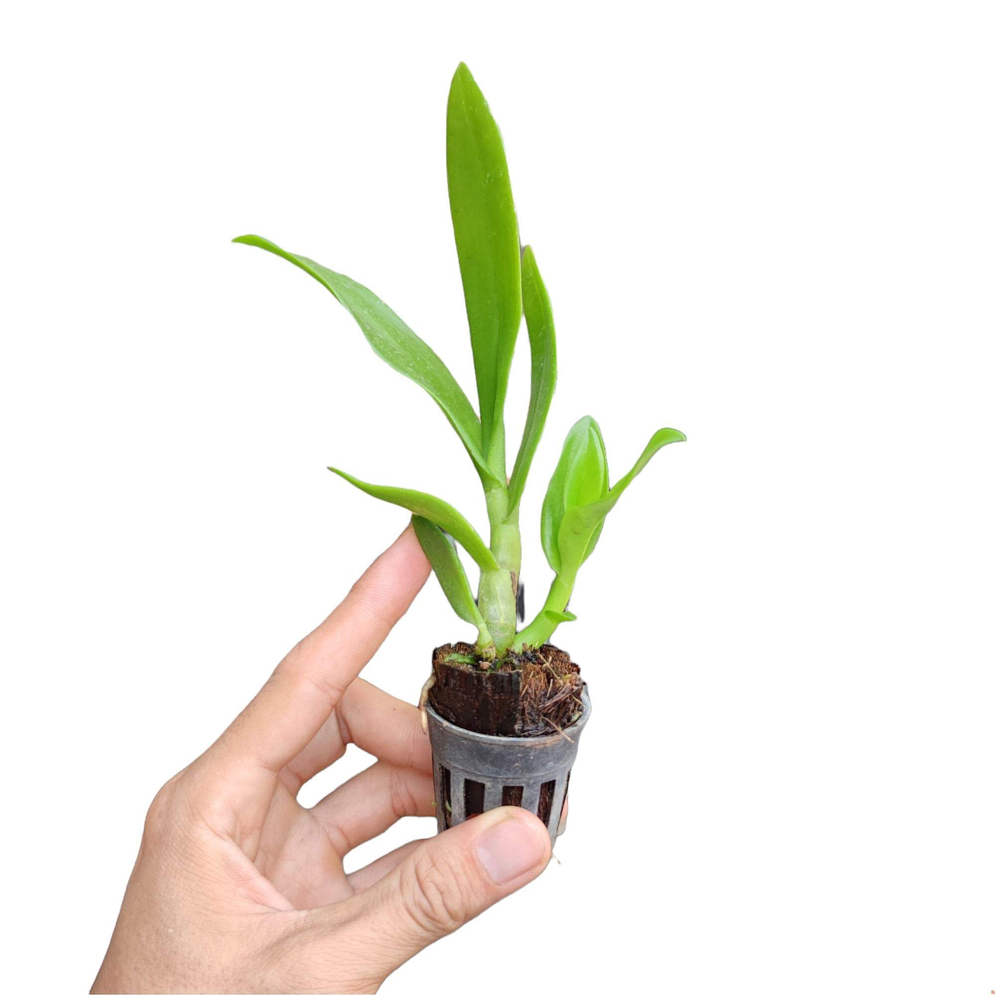 Lan Dendro Nắng Bà Liễu - Cây con Giống nhiều giả hành rất đẹp cây cao từ 10 đến 18CM