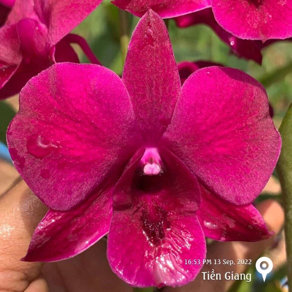 Hoa lan dendro lai hồ điệp màu tím, hoa to - đang hoa hoặc sắp hoa