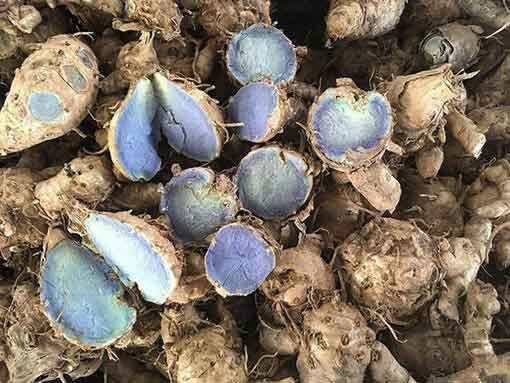 Nghệ Đen(nghệ xanh.nghệ tím) củ già làm giống 1kg