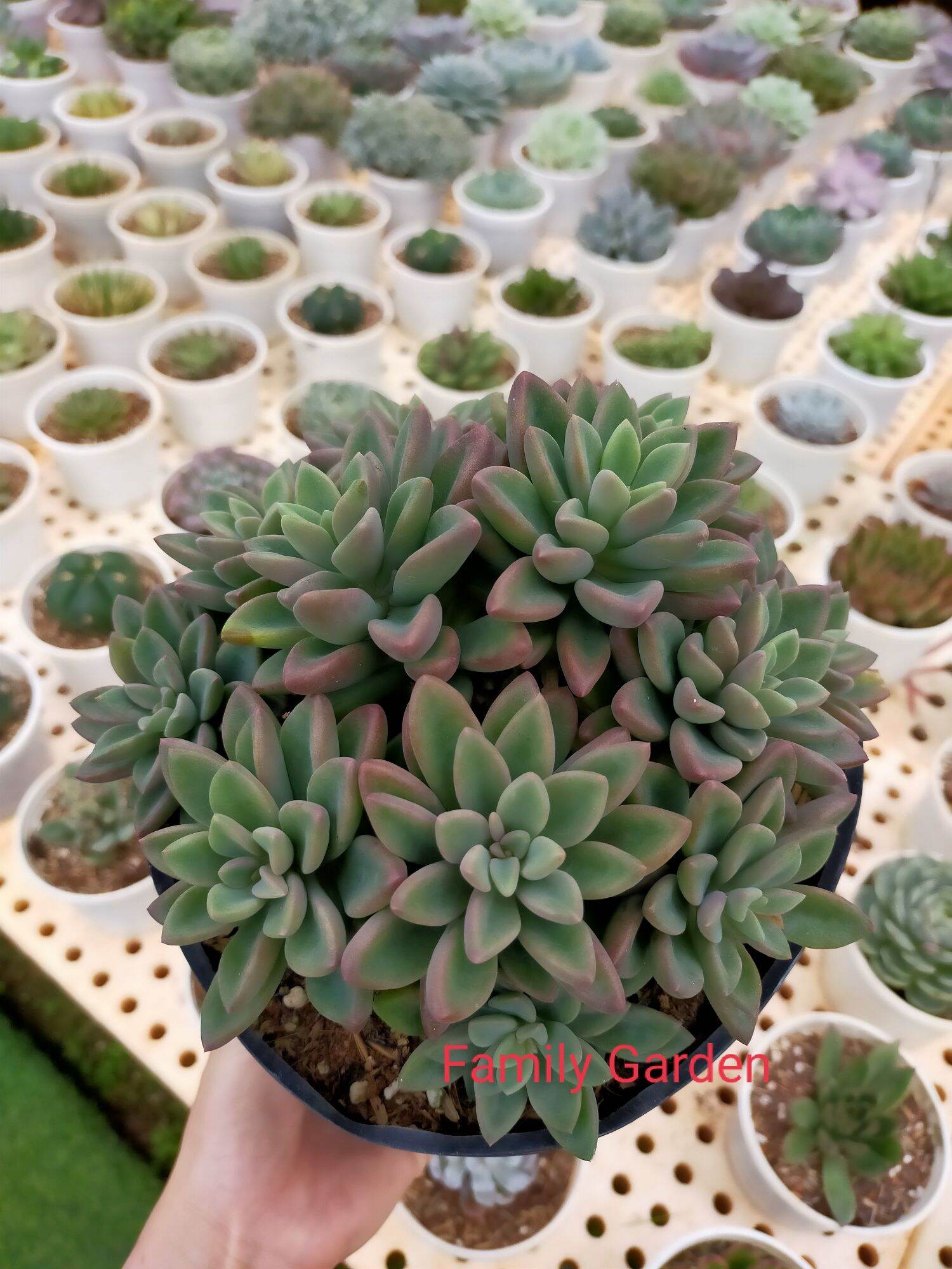 Sen đá mai tím thụ🌲 🌵xuất vườn đalat ❄️ cây siêu khoẻ ❤️