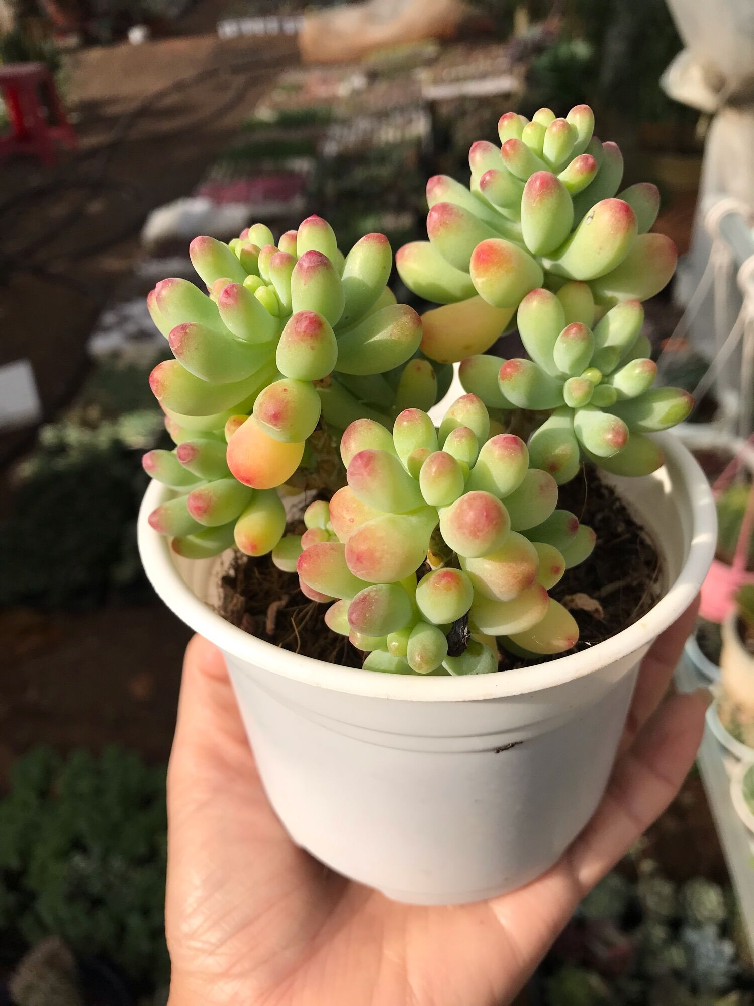 Sen đá ngọc mỹ cute size trung