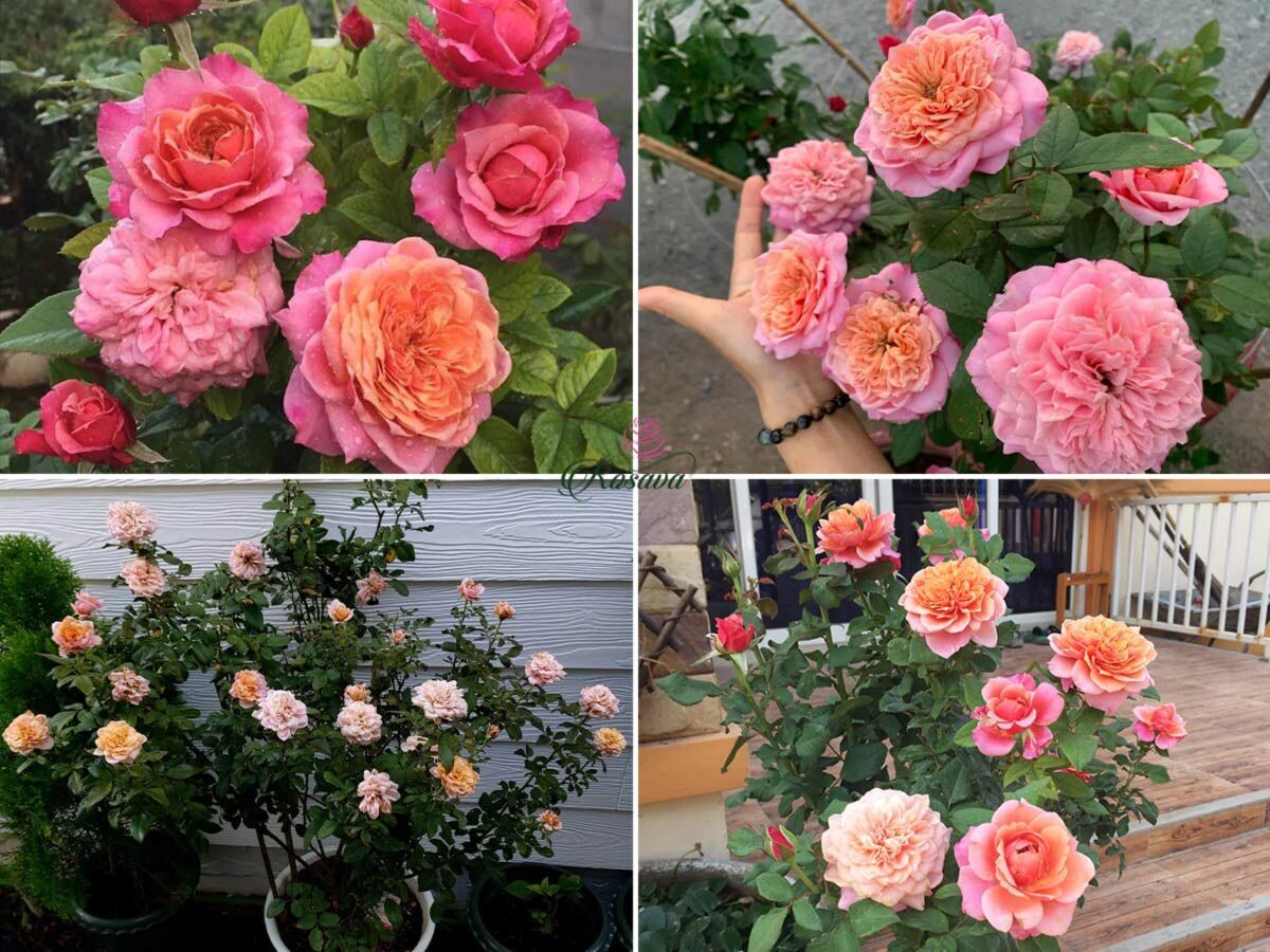 Hoa hồng Miyabi Rose - hồng bụi
