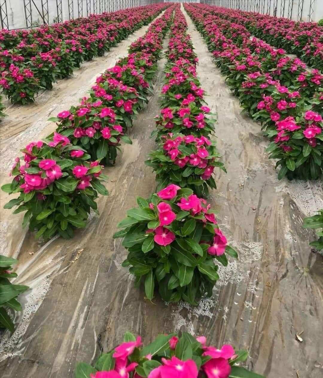 Dừa cạn đứng mix màu hoa tết