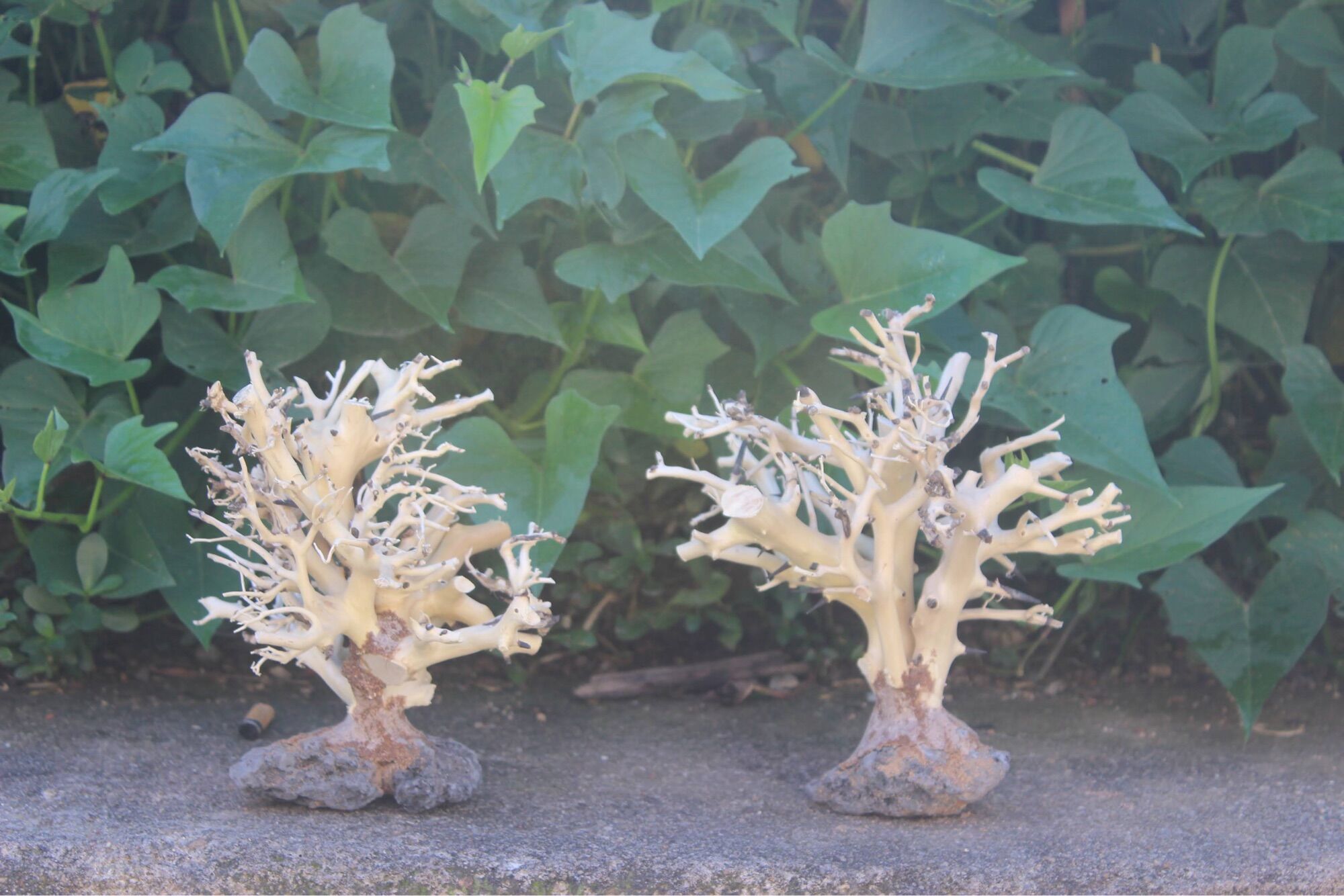 Lũa bonsai tự nhiên cao 10cm
