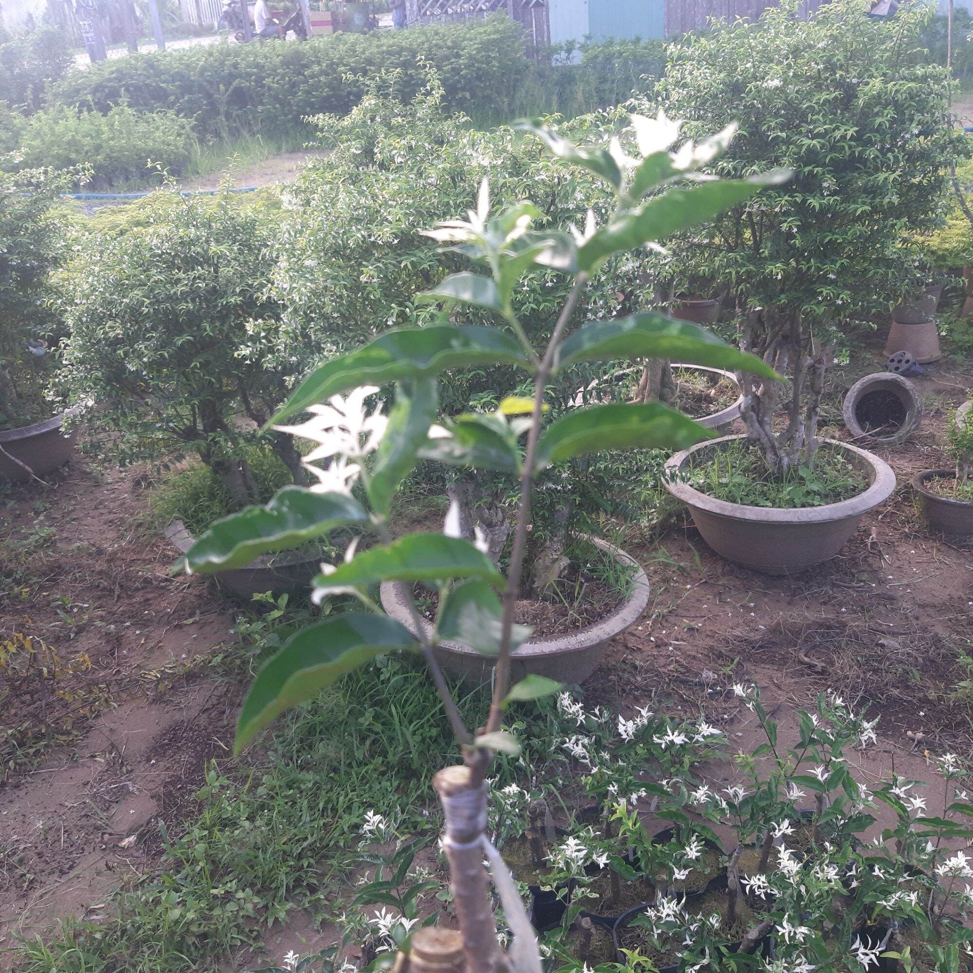 mai chiếu thủy lá tuyết