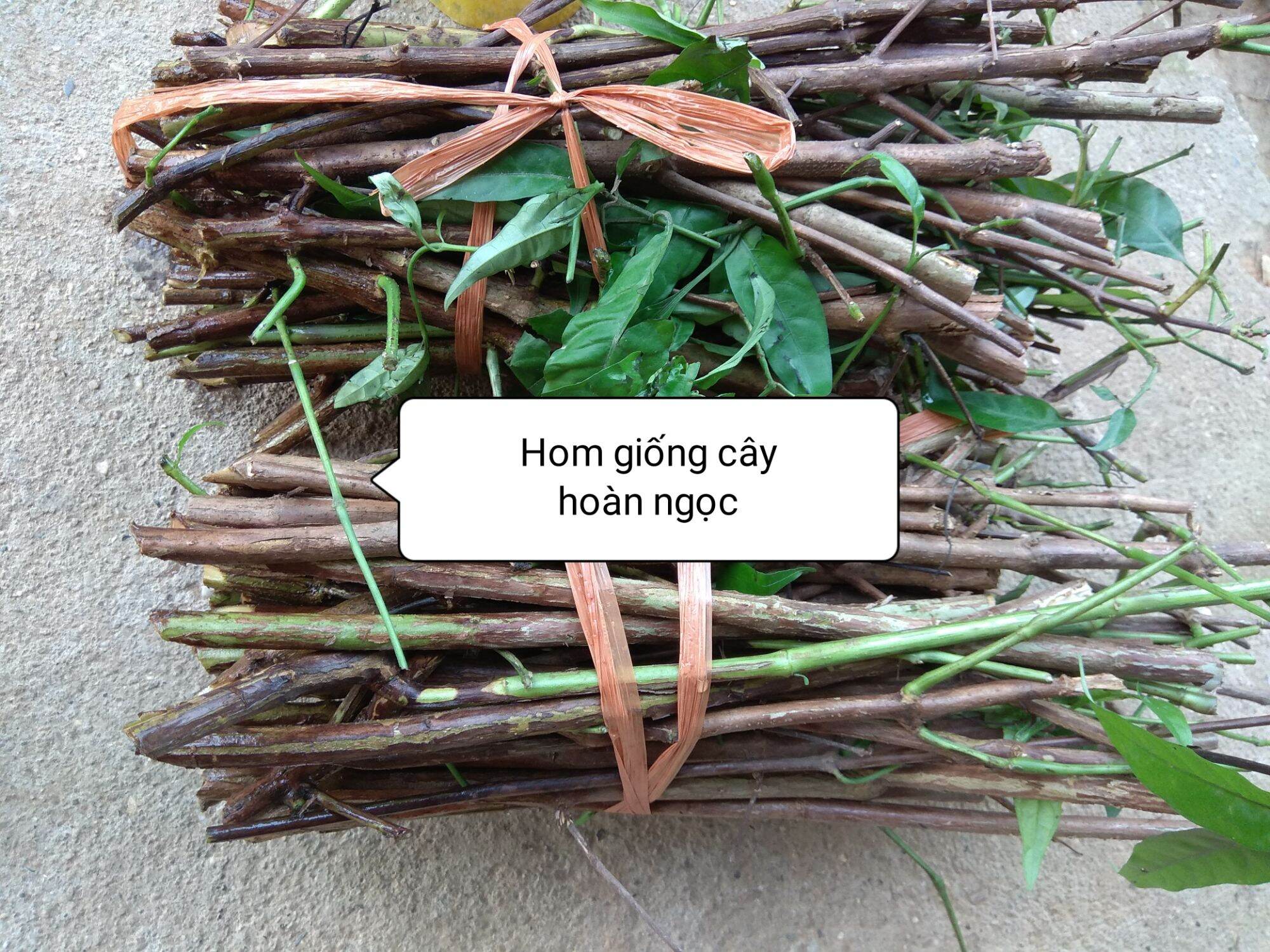 20 hom hoàn ngọc trắng,hoàn ngọc đỏ