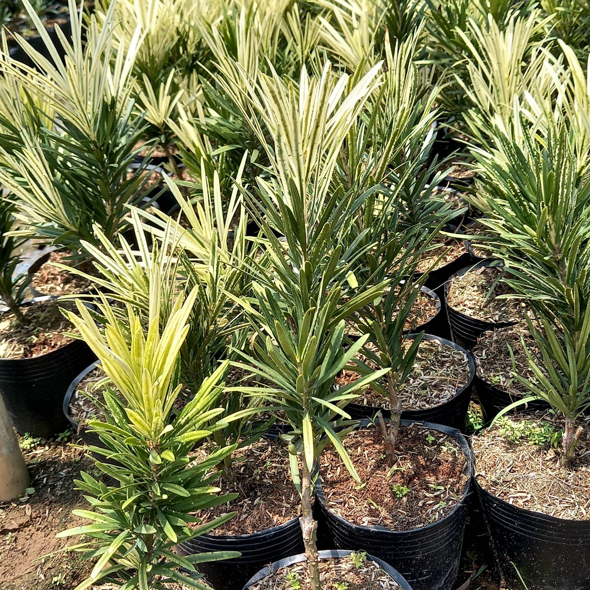 cây tùng bạch kim giống mới