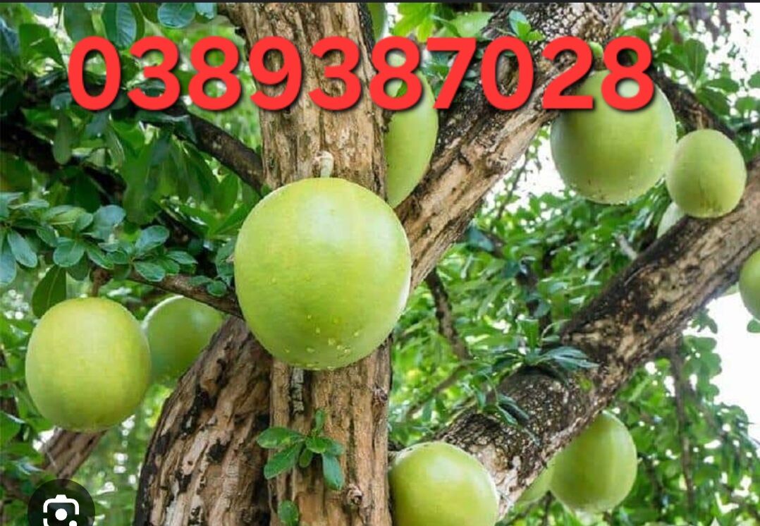 Trái đào tiên,2kg