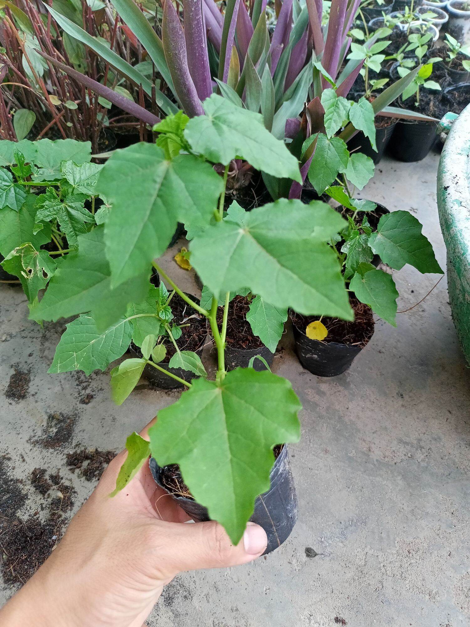 Cây lạc tiên , cây nhãn lồng làm giống