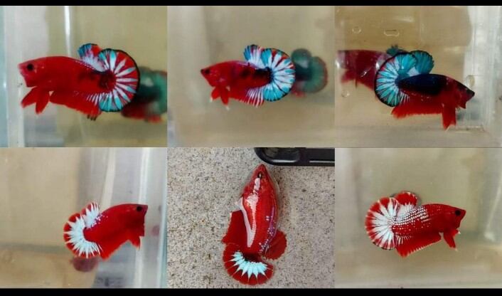 ( cá betta) cặp betta red fancy cp đẹp chuẩn giống