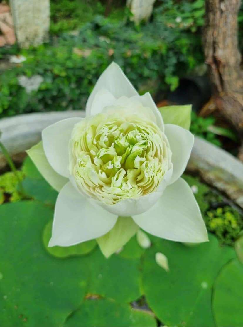 Củ sen giống mẫu đơn trắng