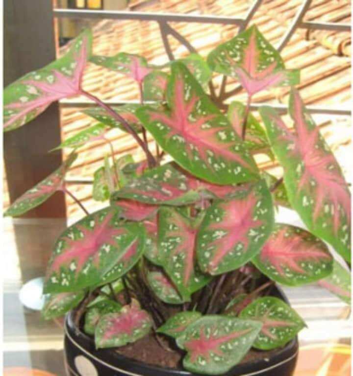 5 củ giống cây mon cảnh