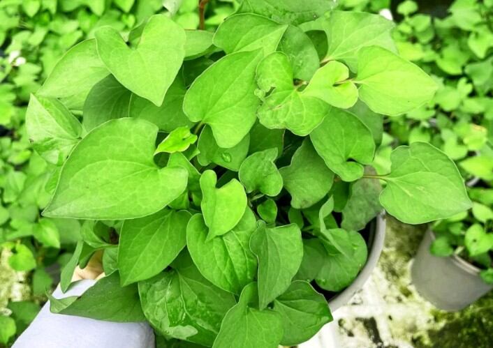 cây rau diếp cá trồng có bầu to