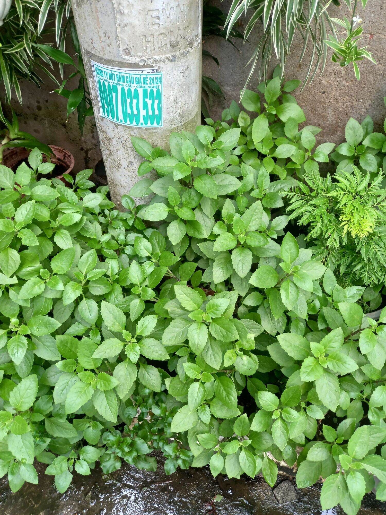 Cây giống kim thất tai (cây bầu đất)