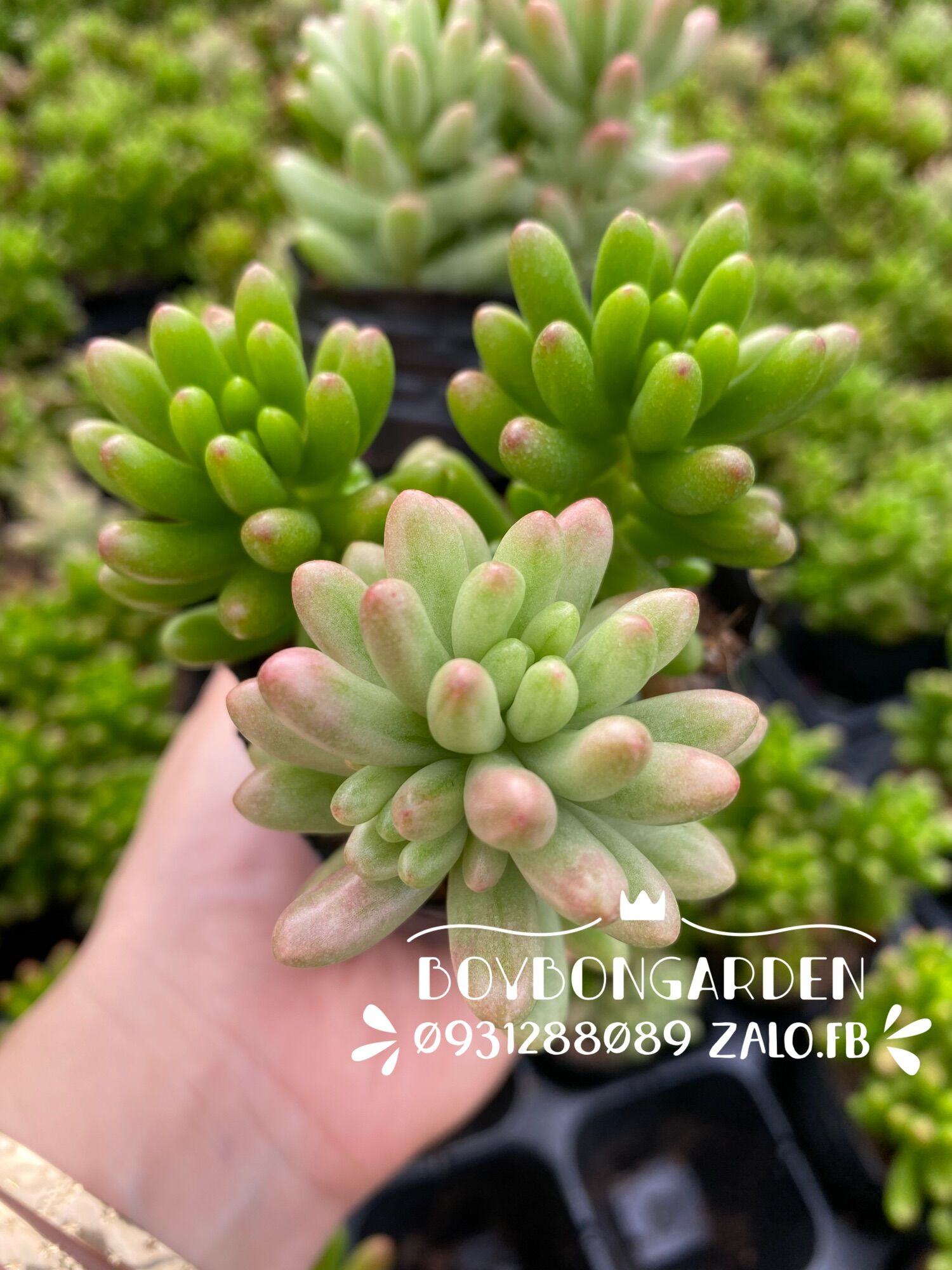 Cây sen đá thạch ngọc sữa var mix với xanh chậu 2-3 gốc_🌵hàng sẵn