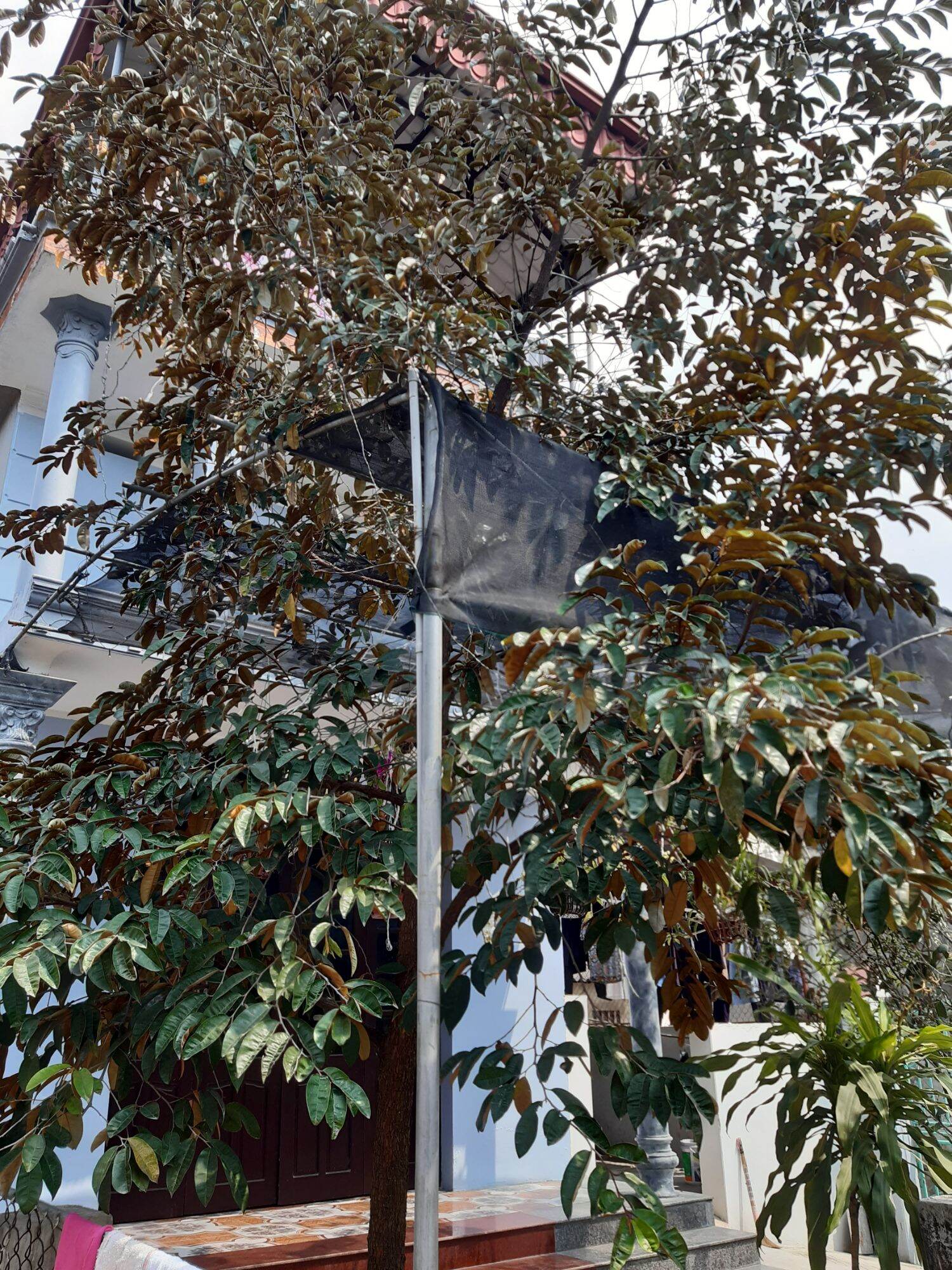 1kg lá vú sữa tươi