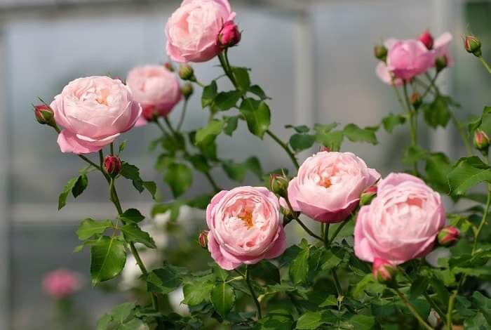 Hoa hồng Plume Rose (Leo) - form cánh cúp