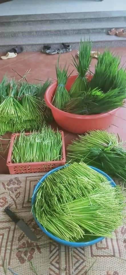 Đòng đòng nếp tây bắc loại cao cấp 1 kg
