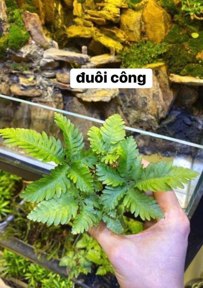 Dương xỉ đuôi công, cây trồng bán cạn