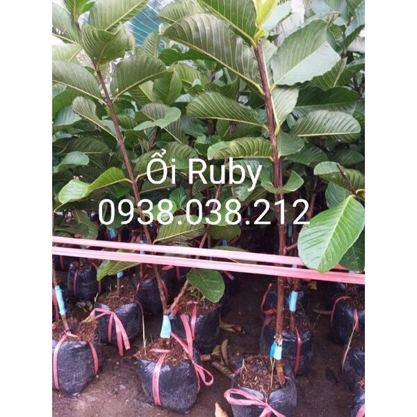 CÂY GIỐNG ỔI RUBY RUỘT ĐỎ