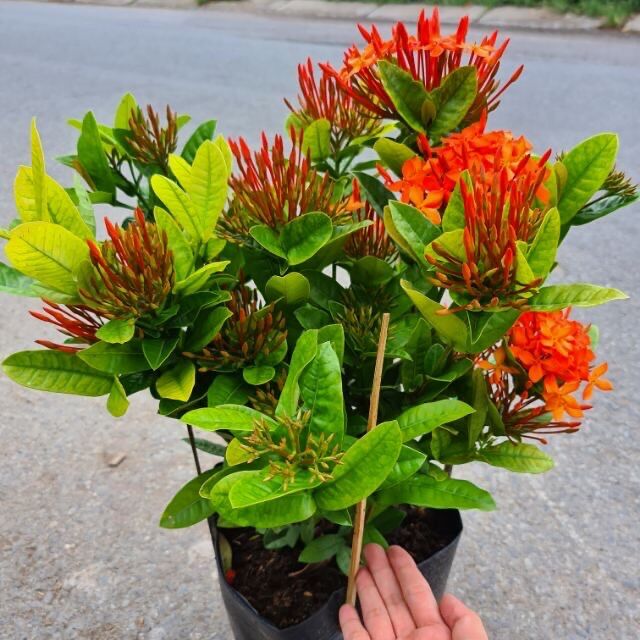 Cây trang thái đỏ siêu bông