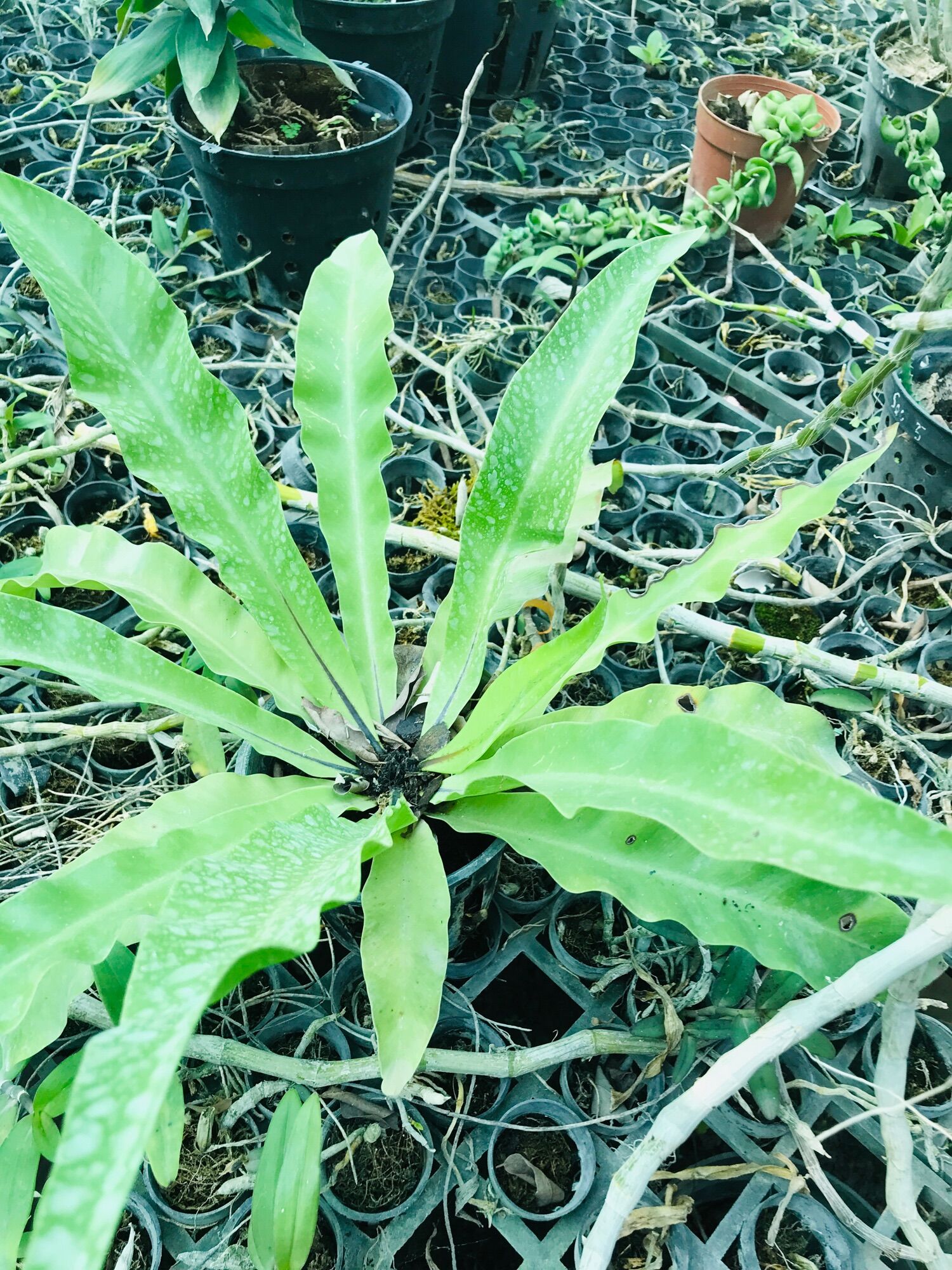 Ổ Phụng Cây Chịu Bóng Râm