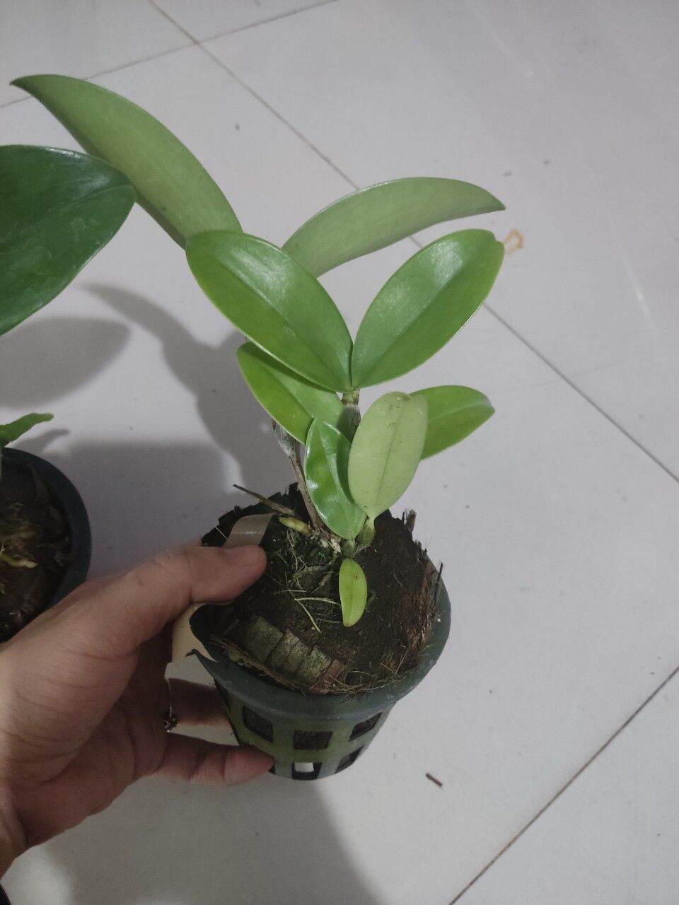 Hoa lan Kiều trắng hàng Thái chuẩn hoa